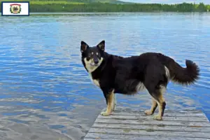Read more about the article Lappish reindeer dog breeder and puppies in West Virginia