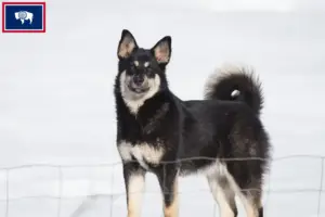 Read more about the article Lappish reindeer dog breeder and puppies in Wyoming