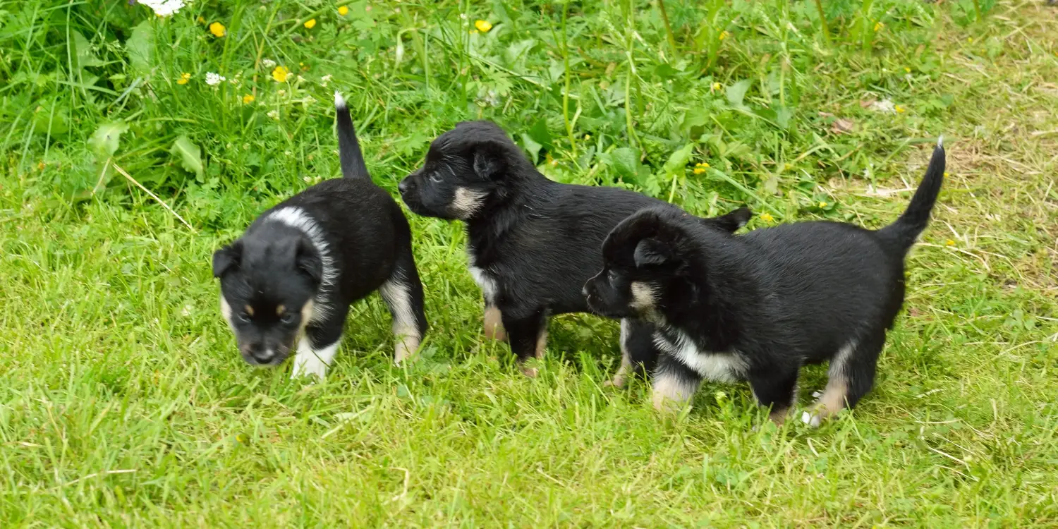 Buying a Lappish reindeer dog puppy means taking responsibility! Buy Lappish reindeer dog puppies.