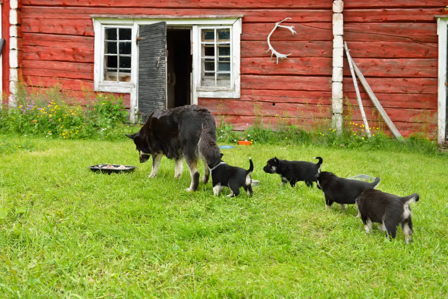 Buying a Lappish reindeer dog puppy means taking responsibility! Buy Lappish reindeer dog puppies.