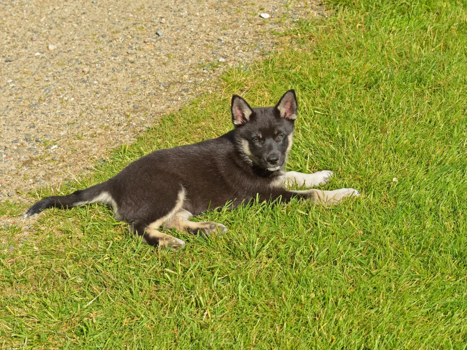 Buying a Lappish reindeer dog puppy means taking responsibility! Buy Lappish reindeer dog puppies.