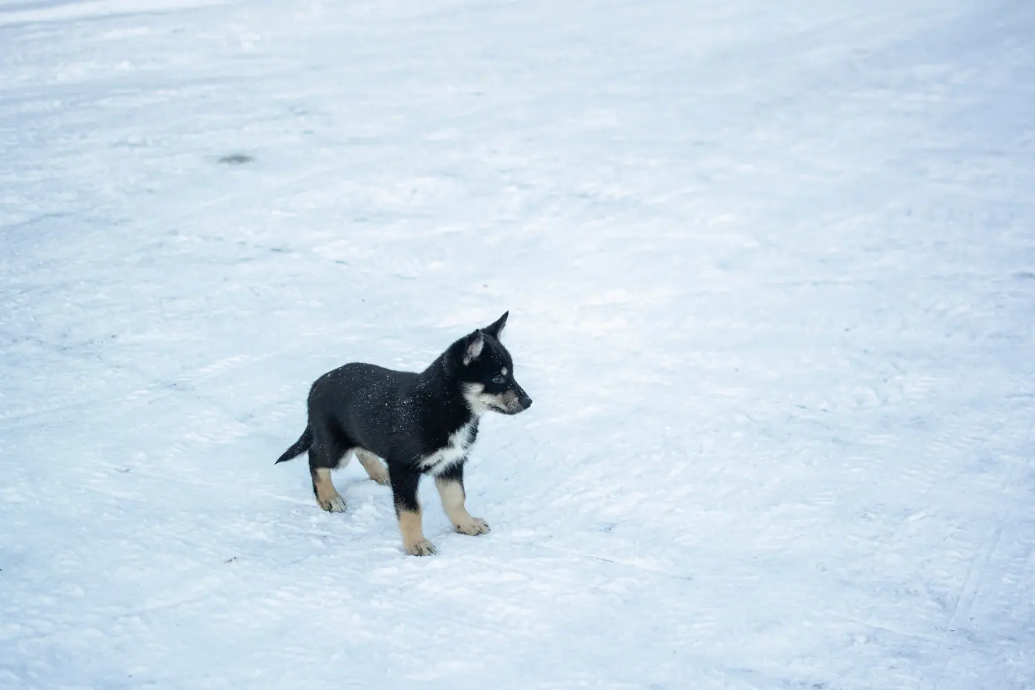 Buying a Lappish reindeer dog puppy means taking responsibility! Buy Lappish reindeer dog puppies.