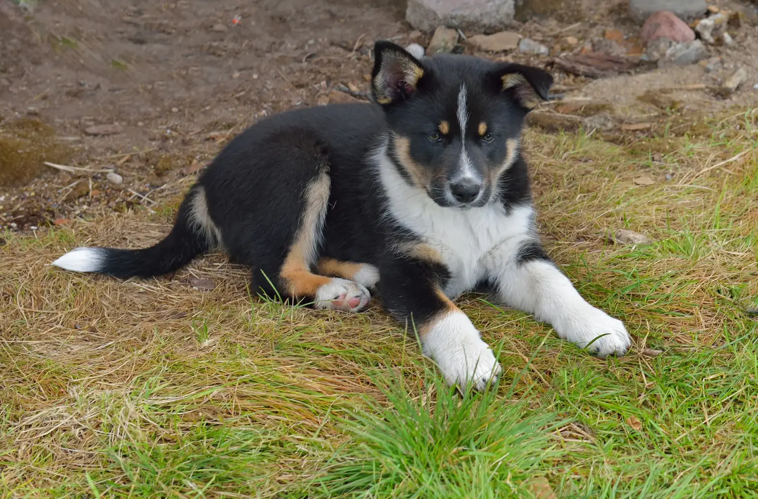 Buying a Lappish reindeer dog puppy means taking responsibility! Buy Lappish reindeer dog puppies.