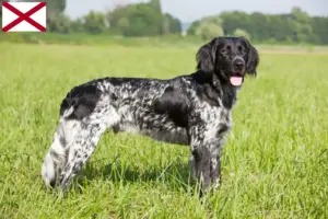 Read more about the article Large Münsterländer breeder and puppies in Alabama
