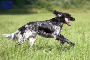 Read more about the article Large Münsterländer breeder and puppies in Alaska