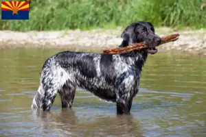 Read more about the article Large Münsterländer breeder and puppies in Arizona