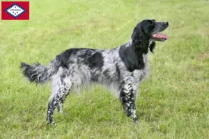 Read more about the article Large Münsterländer breeder and puppies in Arkansas
