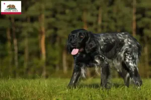 Read more about the article Large Münsterländer breeder and puppies in California
