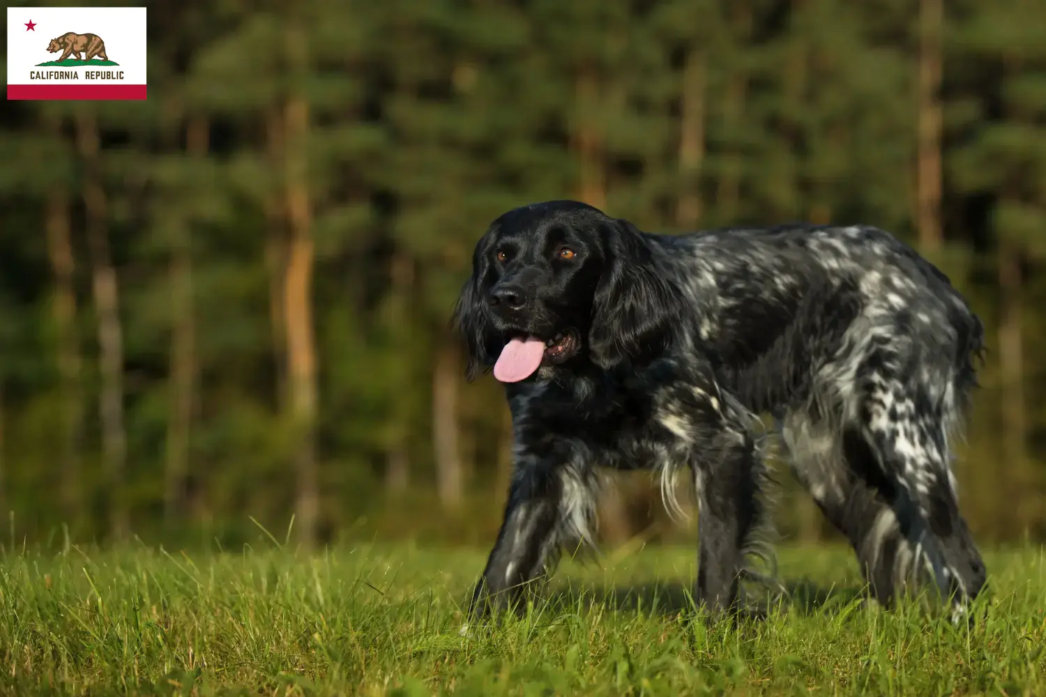 Large Münsterländer puppies and breeder California Here you can find Great Munsterland breeders in California.
