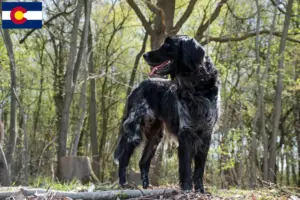 Read more about the article Large Münsterländer breeder and puppies in Colorado