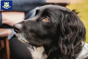 Read more about the article Large Münsterländer breeder and puppies in Connecticut