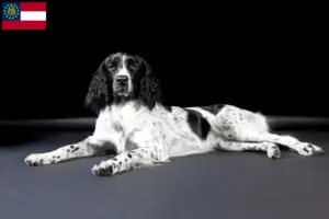 Read more about the article Large Münsterländer breeder and puppies in Georgia