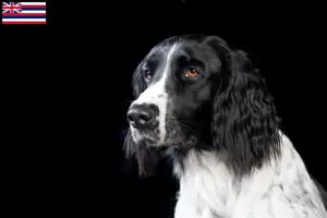 Read more about the article Large Münsterländer breeder and puppies in Hawaii