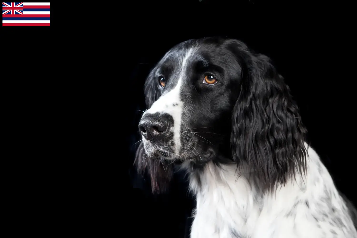 Large Münsterländer puppies and breeder Hawaii Here you can find Great Munsterland breeders in Hawaii.