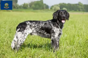 Read more about the article Large Münsterländer breeder and puppies in Idaho