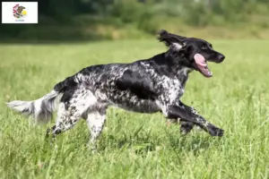 Read more about the article Large Münsterländer breeder and puppies in Illinois
