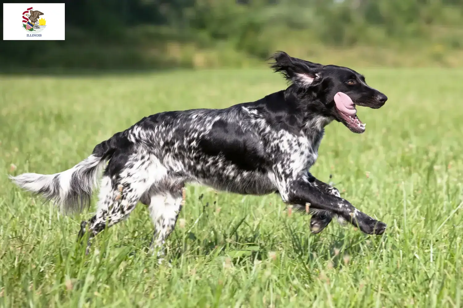 Large Münsterländer puppies and breeder Illinois Find Great Munsterland breeders in Illinois.