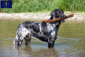 Read more about the article Large Münsterländer breeder and puppies in Indiana