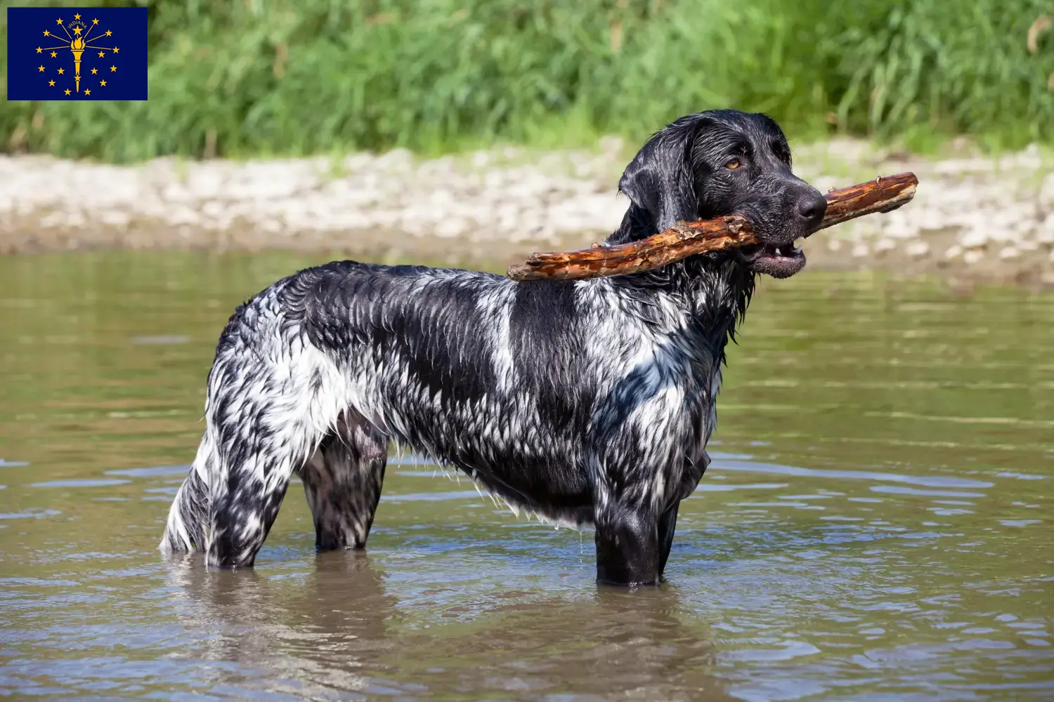 Large Münsterländer puppies and breeder Indiana Find Great Munsterland breeders in Indiana.