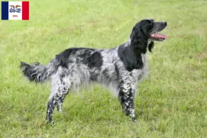 Read more about the article Large Münsterländer breeder and puppies in Iowa