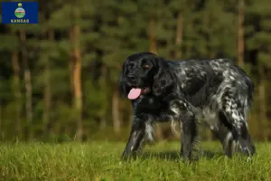 Read more about the article Large Münsterländer breeder and puppies in Kansas