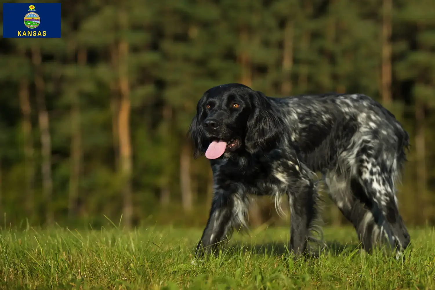 Large Münsterländer puppies and breeder Kansas Here you can find Great Munsterland breeders in Kansas.