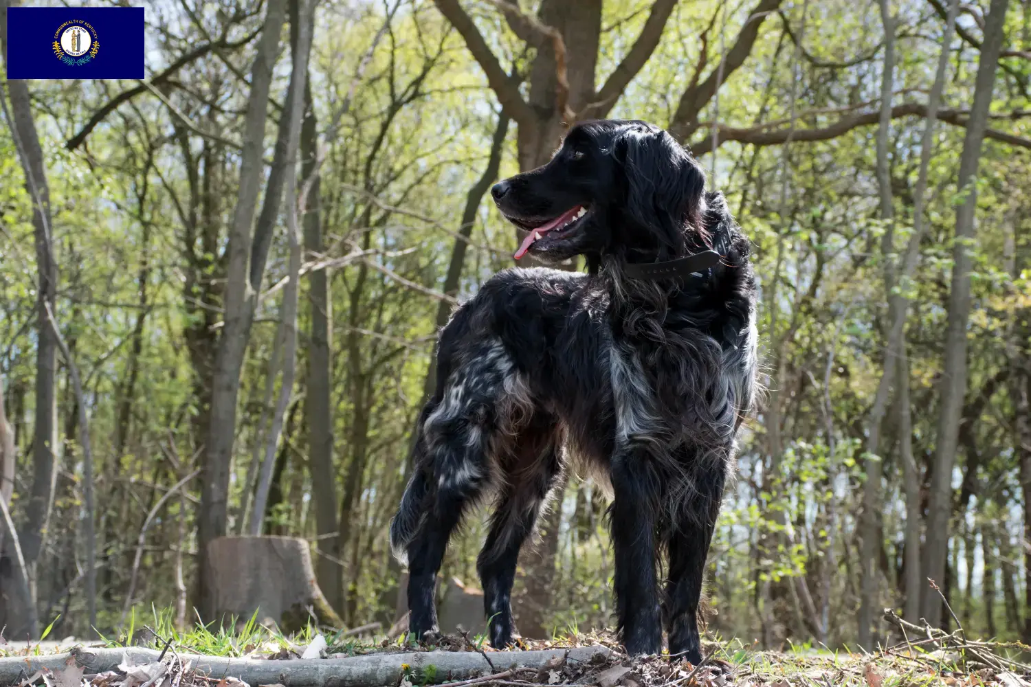 Large Münsterländer puppies and breeder Kentucky Here you can find Great Munsterland breeders in Kentucky.