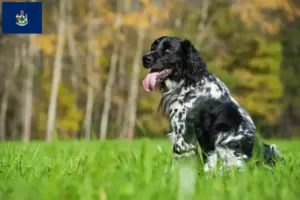 Read more about the article Large Münsterländer breeder and puppies in Maine