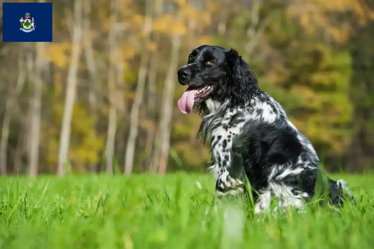 Large Münsterländer puppies and breeder Maine Find Great Munsterland breeders in Maine here.