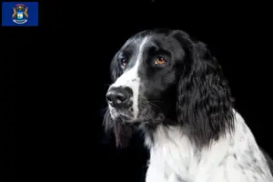 Read more about the article Large Münsterländer breeder and puppies in Michigan