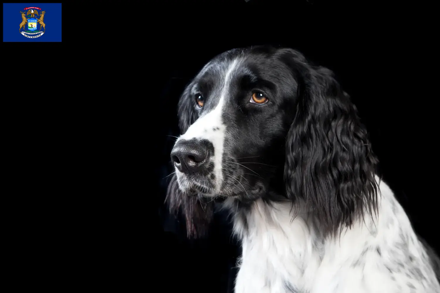 Large Münsterländer puppies and breeder Michigan Find Great Munsterland breeders in Michigan.