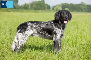 Read more about the article Large Münsterländer breeder and puppies in Minnesota