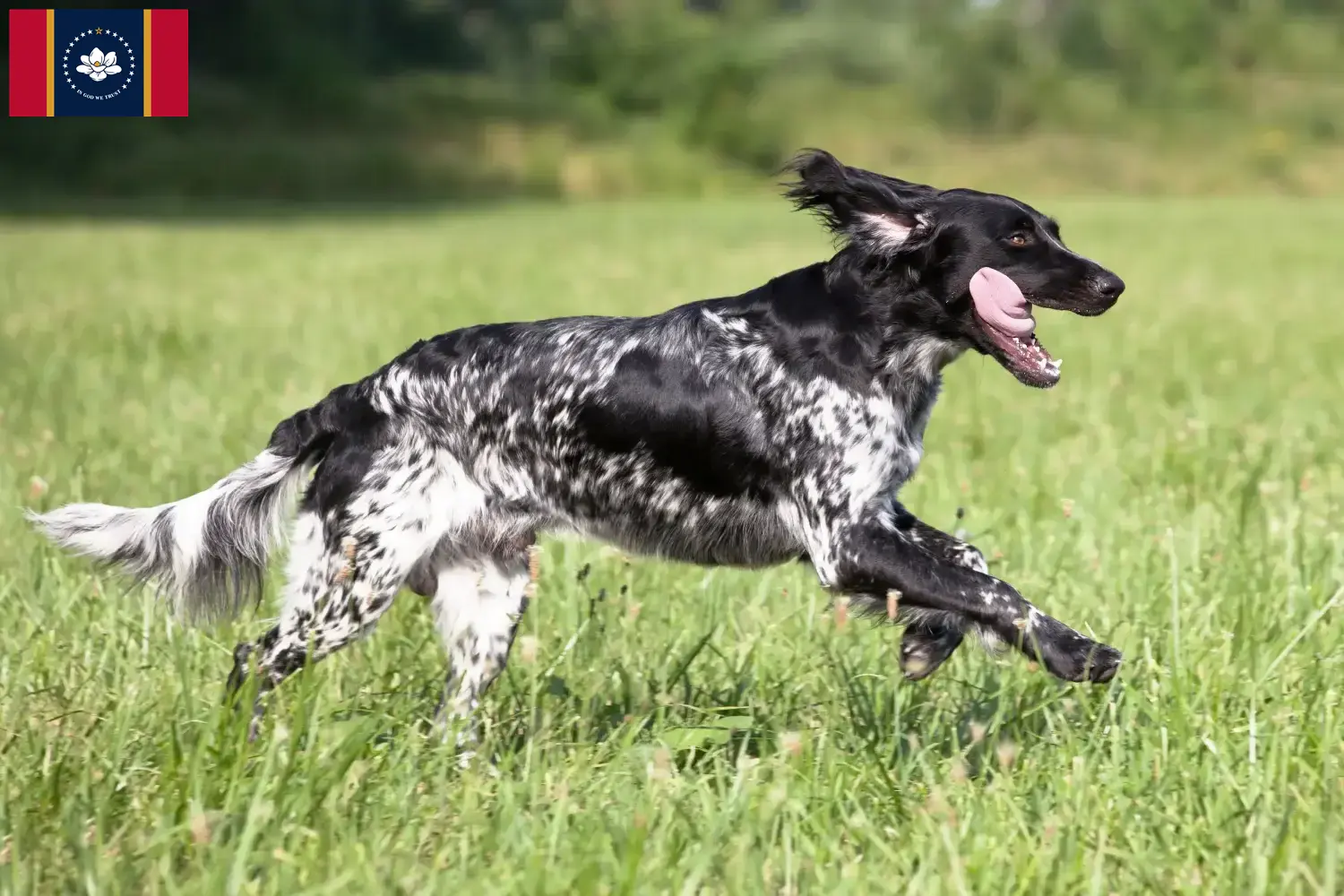 Large Münsterländer puppies and breeder Mississippi Here you can find Great Munsterland breeders in Mississippi.