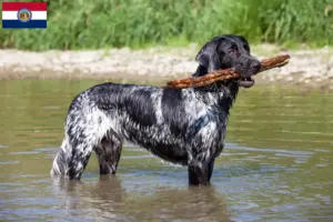 Read more about the article Large Münsterländer breeder and puppies in Missouri
