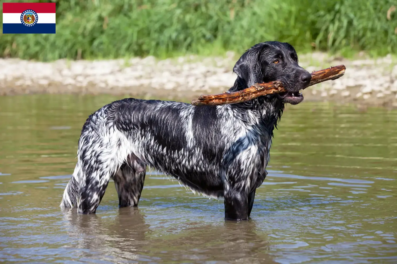 Large Münsterländer puppies and breeder Missouri Find Great Munsterland breeders in Missouri.