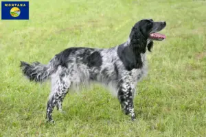 Read more about the article Large Münsterländer breeder and puppies in Montana