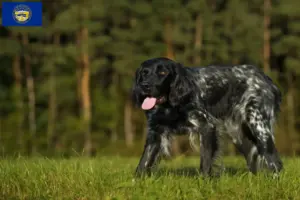 Read more about the article Large Münsterländer breeder and puppies in Nebraska