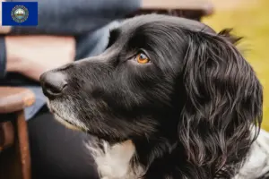 Read more about the article Large Münsterländer breeder and puppies in New Hampshire