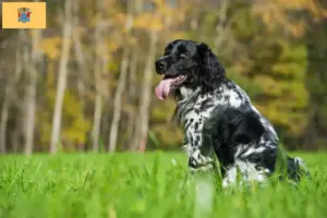 Read more about the article Large Münsterländer breeder and puppies in New Jersey