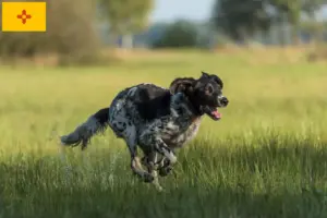 Read more about the article Large Münsterländer breeder and puppies in New Mexico