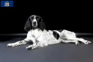 Read more about the article Large Münsterländer breeder and puppies in New York