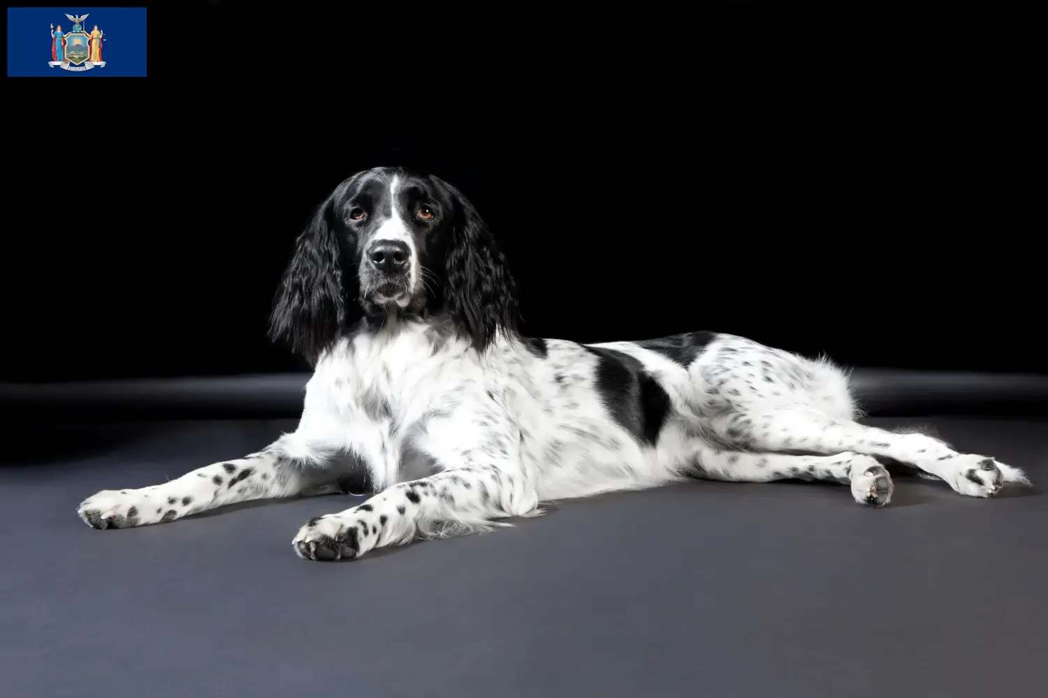 Large Münsterländer puppies and breeder New York Here you can find Great Münsterland breeders in New York.