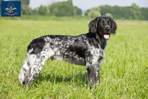 Read more about the article Large Münsterländer breeder and puppies in North Dakota