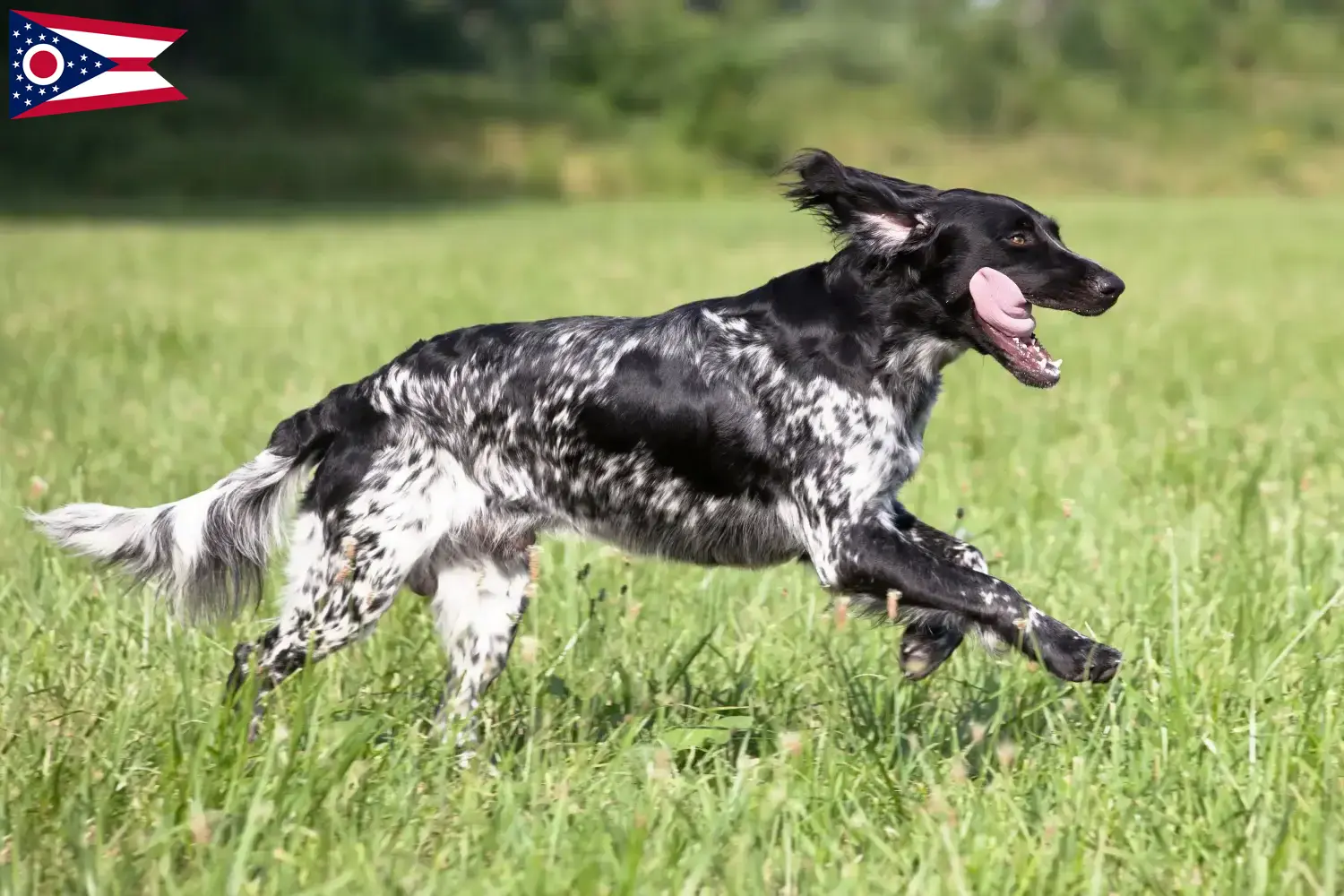 Large Münsterländer puppies and breeder Ohio Find Great Munsterland breeders in Ohio.
