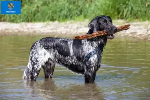 Read more about the article Large Münsterländer breeder and puppies in Oklahoma