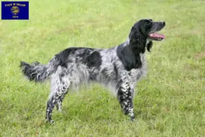 Read more about the article Large Münsterländer breeder and puppies in Oregon