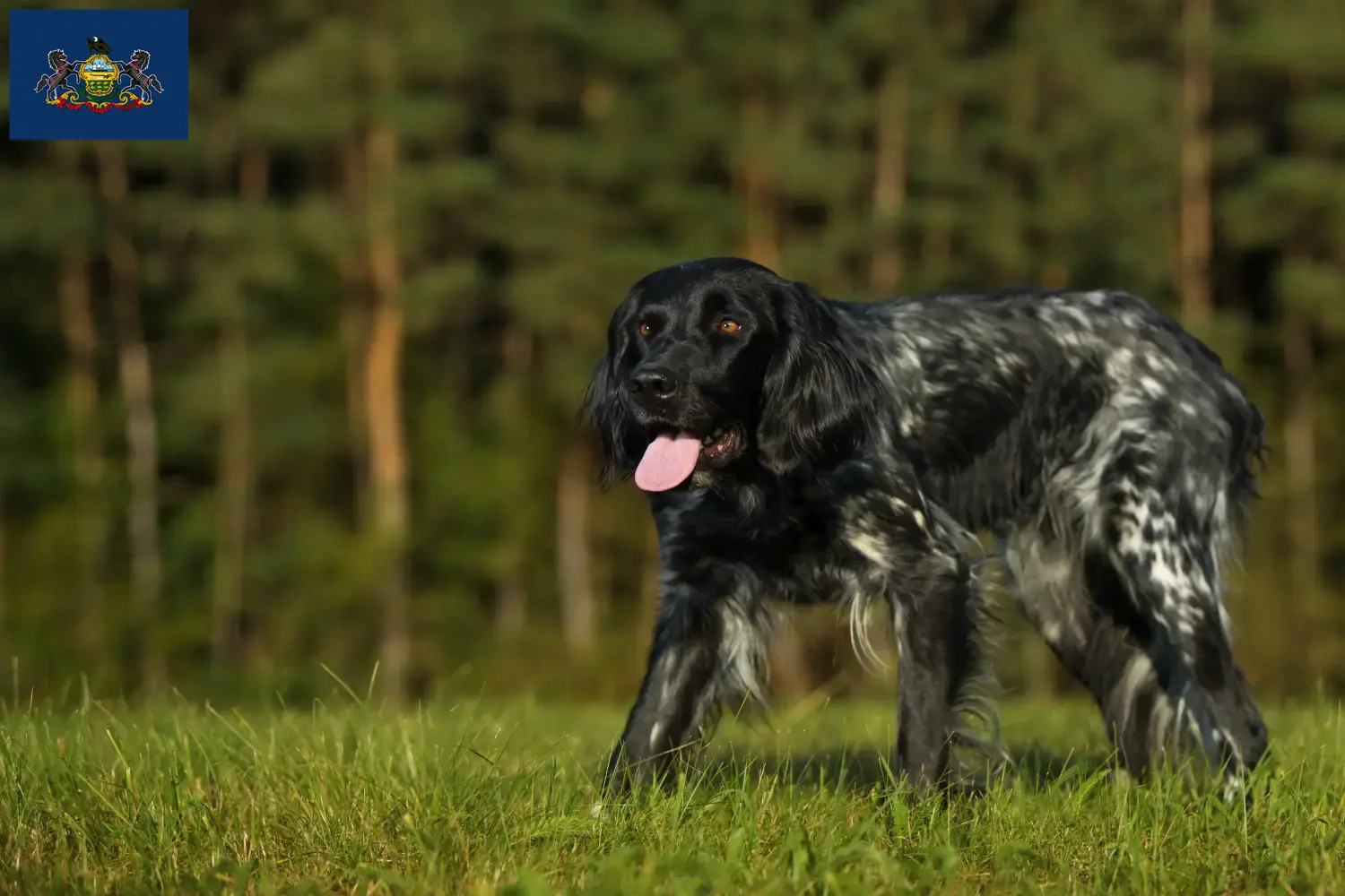 Large Münsterländer puppies and breeder Pennsylvania Find Great Munsterland breeders in Pennsylvania.