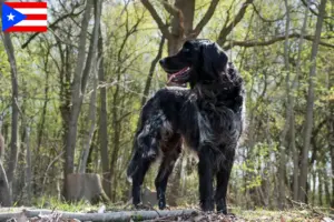 Read more about the article Large Münsterländer breeder and puppies in Puerto Rico