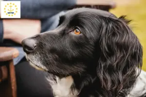 Read more about the article Large Münsterländer breeder and puppies in Rhode Island