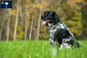 Read more about the article Large Münsterländer breeder and puppies in South Carolina